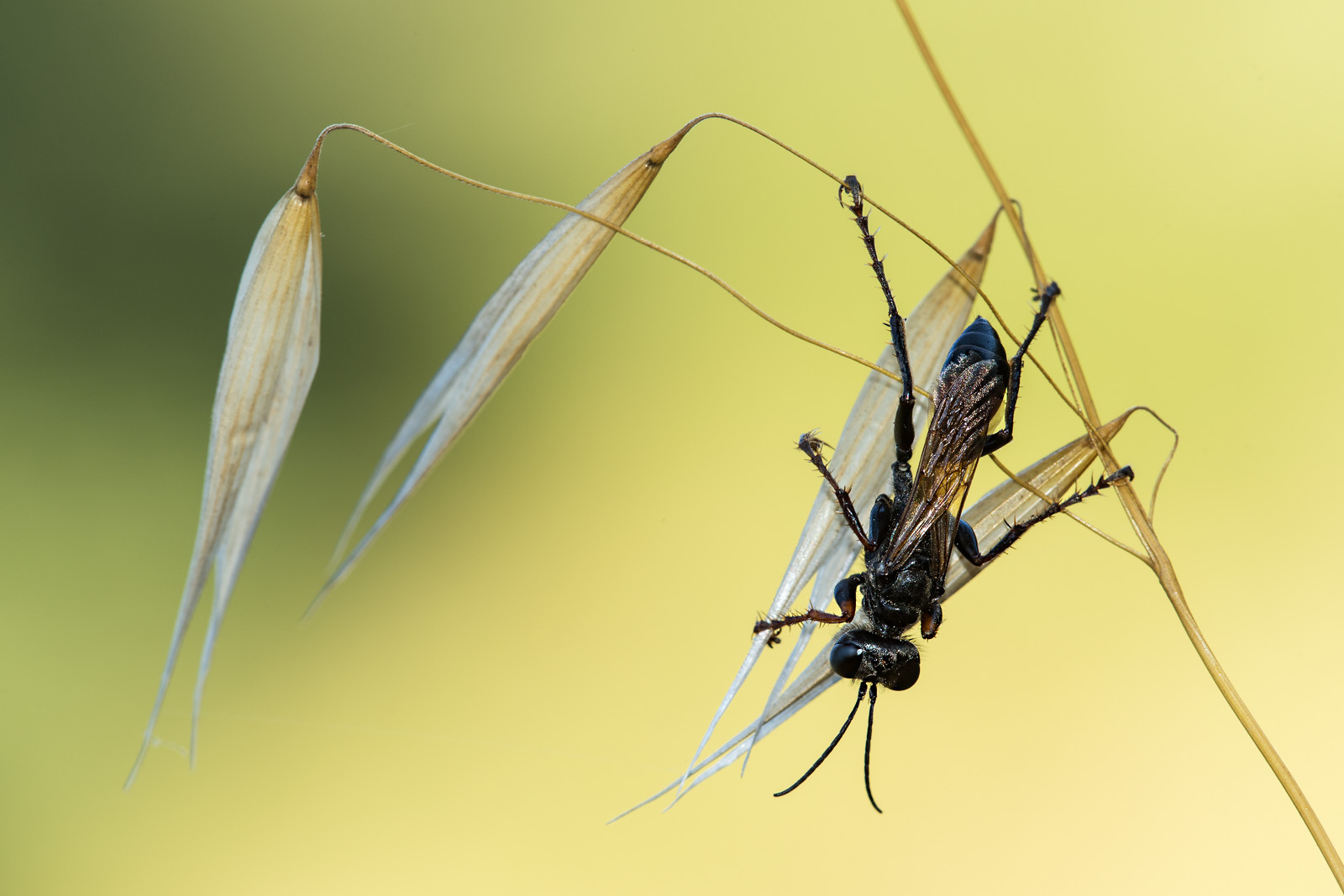 Sphecidae femmina:    cfr. Sphex funerarius